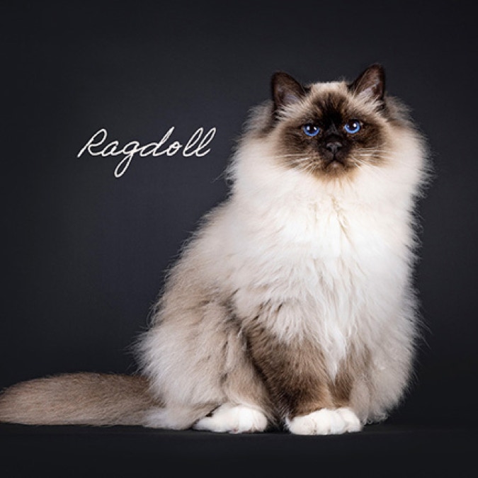 Mooie grote ragdoll kat.