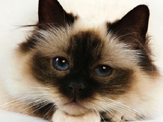 Een mooie ragdoll poes die kijkt in de camera