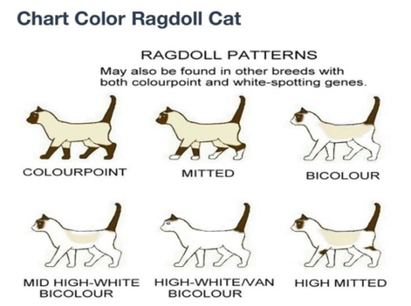Chart color Ragdoll cat kleurenkaart ragdoll katten