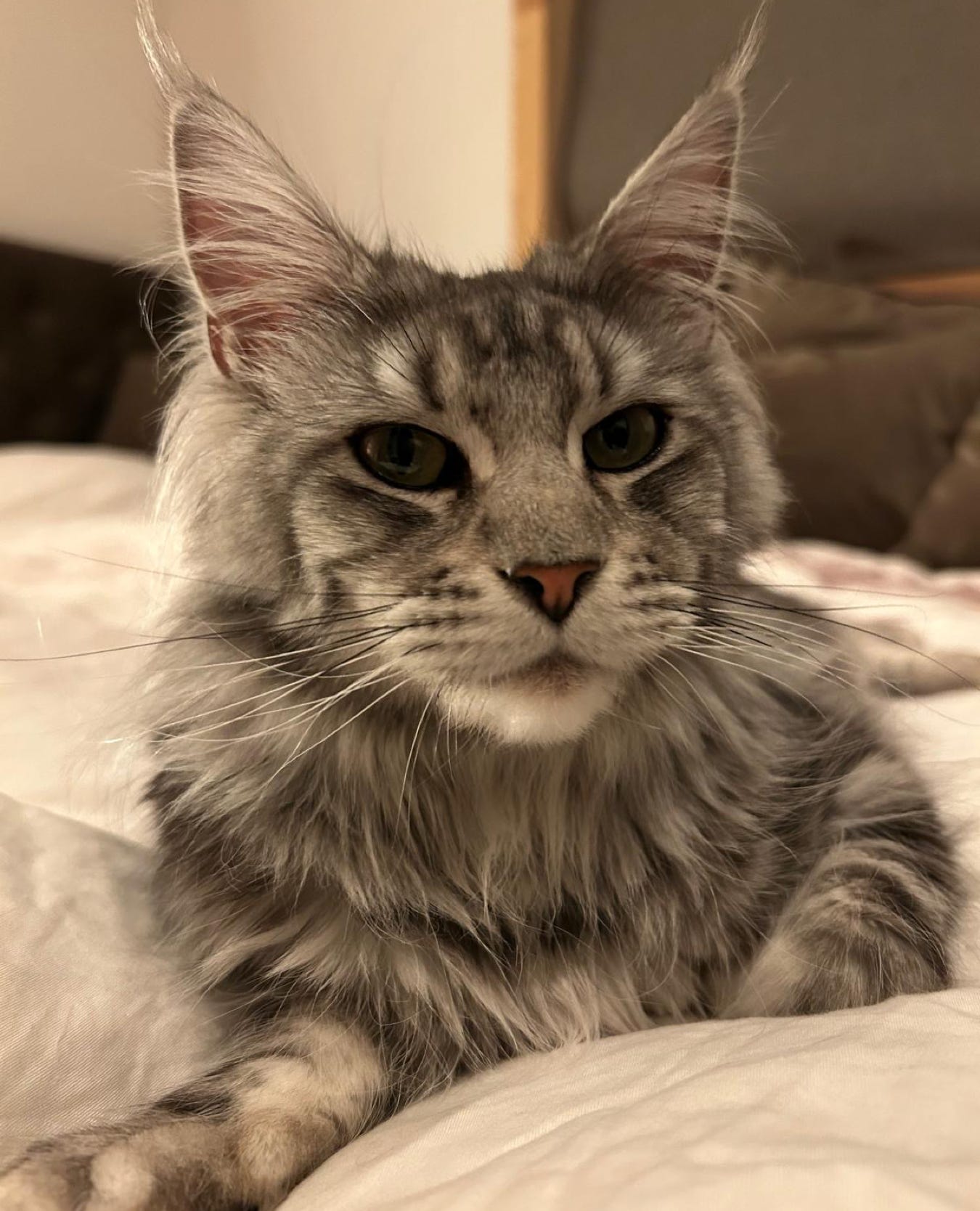 Slanke Maine Coon poes die naar camera kijkt.
