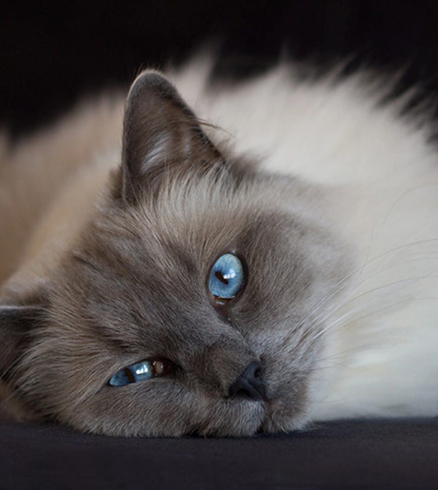Omschrijving van het karakter uiterlijk en verzorging van Ragdoll katten