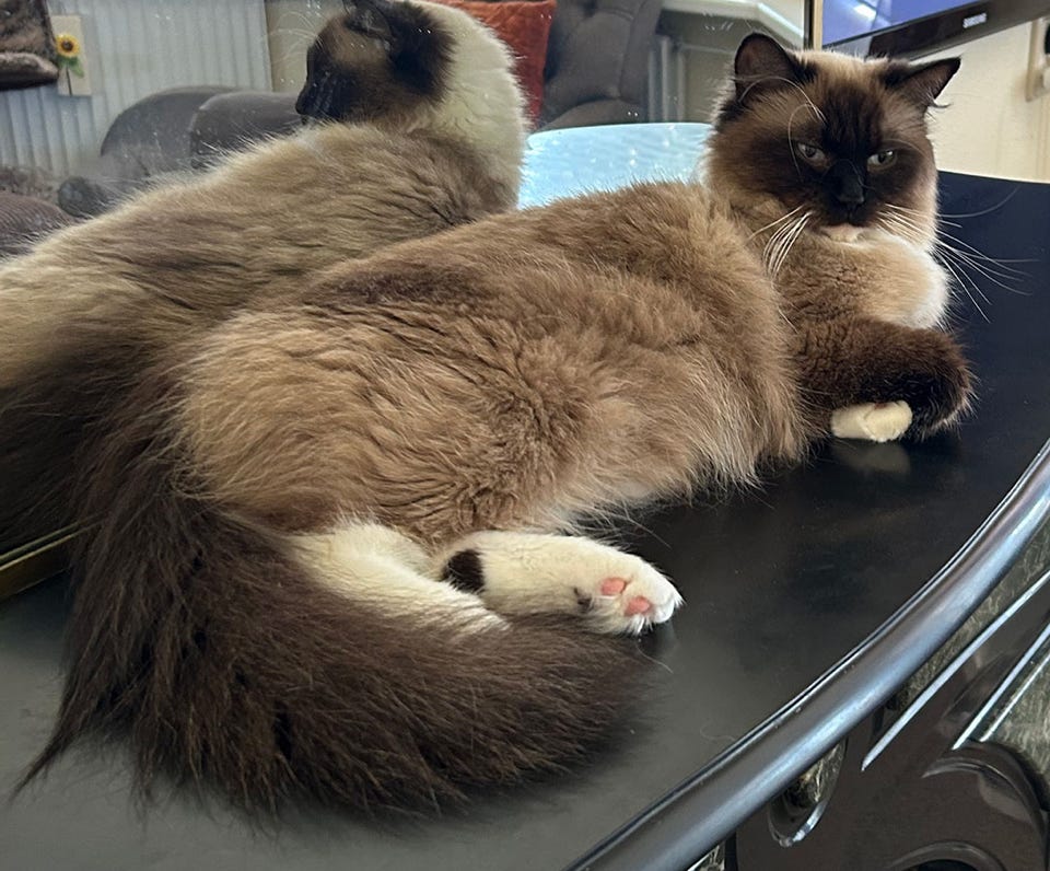 Ragdoll poes met witte voetjes liggend op een schouw.